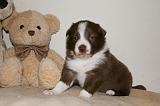 BORDER COLLIE 1295
